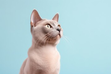 Studio portrait photography of a cute burmese cat crouching against a pastel or soft colors background. With generative AI technology