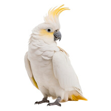 White Parrot Isolated On Transparent Background Cutout 