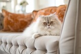 Fototapeta Konie - Lifestyle portrait photography of a happy persian cat back-arching against a comfy sofa. With generative AI technology