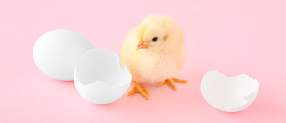 Poster - Cute little chick, egg and shell on pink background