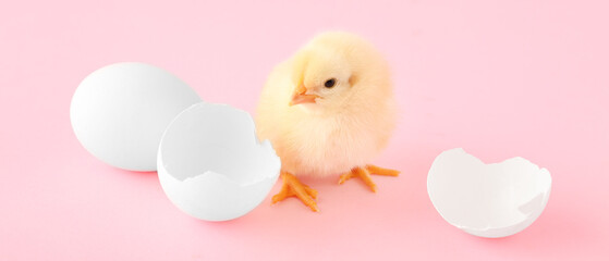 Sticker - Cute little chick, egg and shell on pink background