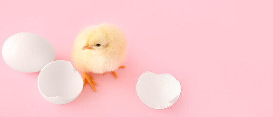 Wall Mural - Cute little chick, egg and shell on pink background