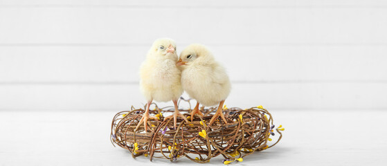 Wall Mural - Nest with cute little chicks on white background
