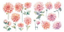 Watercolor Pink Dahlia Clipart For Graphic Resources