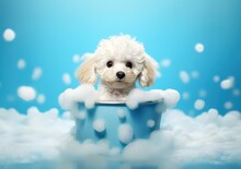 Cute little poodle puppy in bathtub with foam on blue background, generative Ai