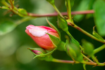 Wall Mural - pink rose bud on a bush close macro