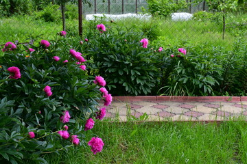 Wall Mural - a large peony bush with large bright pink flowers in the garden by the footpath. summer at the dacha