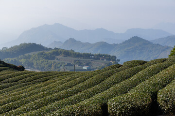 Canvas Print - Fresh green tea field in Shizhuo Trails at Alishan of Taiwan