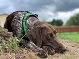 Fototapeta  - German shorthaired pointer dog - spring time