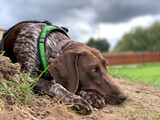 Fototapeta  - German shorthaired pointer dog - spring time