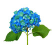 Bluegreen hydrangea isolated