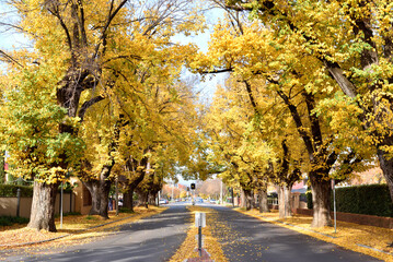 Wall Mural - Beautiful autumn season cityscape fallen leaves in the height of autumn to capture the vibrant yellow of the Ginkgo tree along the road in Albury, New South Wales, Australia.