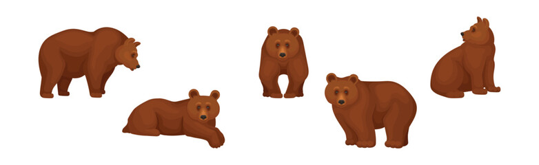 Wall Mural - large brown bear in different pose vector set