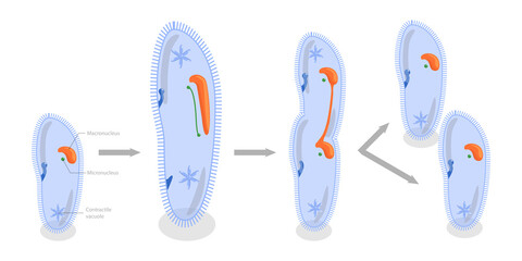 3D Isometric Flat  Conceptual Illustration of Asexual Reproduction In Protozoa