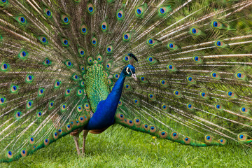 Wall Mural - Beautiful colorful peacock bird. The peacock has an outstretched tail. There are colored eyes on the tail.