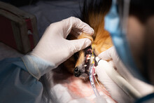 Veterinarian Dentist Removes Tartar With An Ultrasonic Device From The Dog's Teeth. With The Help Of A Dental Scaler, A Veterinarian Performs Oral Hygiene In A Dog. Dog Teeth Cleaning Concept.