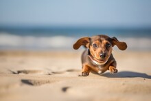 Full-length Portrait Photography Of A Funny Dachshund Rolling Against A Beach Background. With Generative AI Technology