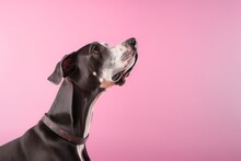 Environmental Portrait Photography Of A Funny Great Dane Sniffing Against A Pastel Or Soft Colors Background. With Generative AI Technology