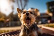Lifestyle portrait photography of a cute yorkshire terrier yawning against dog parks background. With generative AI technology