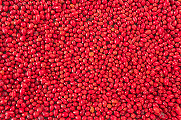 Wall Mural - Freshly picked ripe rose hips. Detail of many rosehips, commonly known as dog rose,Rosa canina.Medicinal plants and herbs used for essential oil,tea or cosmetics.Alternative medicine, fresh berries