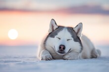 Close-up Portrait Photography Of A Happy Siberian Husky Sleeping Against Salt Flats Background. With Generative AI Technology