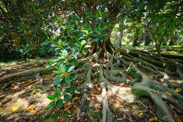 exotic tree ficus macrophylla australian banyan fig tree trunk and buttress roots close up. tropical