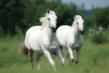 Fototapeta Konie - horses running on green meadow with nice landscape