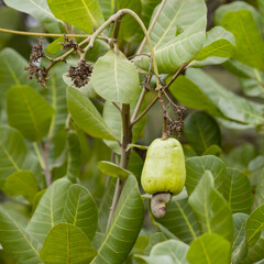 Cashew fruit or cashew apple hanging from the tree branch. The seed is used for cashew nut.the sweet fruit is edible.