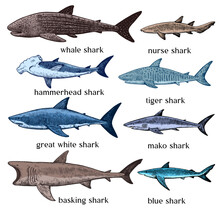 Types Of Sharks. Big Set Of Hand Drawn Illustrations In Retro Engraving Style. Great White Shark, Tiger Shark, Hammerhead Shark And Other Sea Predators.