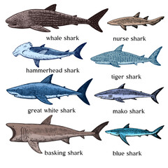 types of sharks. big set of hand drawn illustrations in retro engraving style. great white shark, ti