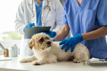young asian veterinarian sitting examining cute shih tzu dog with stethoscope in veterinary clinic t