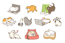 Fat Cute Cat Lifestyle. They Play Pranks, Have Accidents, And Play Comfortably And Happily.