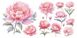 watercolor pink peony clipart for graphic resources