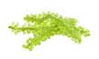 Sea grapes ( green caviar ) seaweed on transparent png