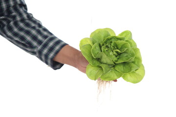 Wall Mural - Close up hand farmer holding vegetable on white background in hydroponic garden during morning time food background concept with copy space