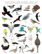Australian Birds Set Cartoon Vector Character 4