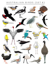 Australian Birds Set Cartoon Vector Character 4