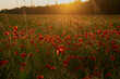 © pinus25 - Zachód słońca nad polem makowym