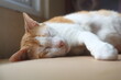 © Dennis - Ginger cat sleeping on wooden table lying on card board. Pet having nap at home
