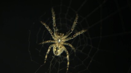 spider on a web on a black background. the predator is waiting for its prey.