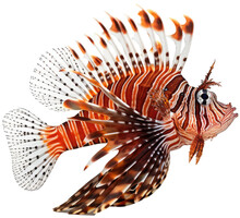 Lionfish Isolated On White Background As Transparent PNG, Generative AI Animal