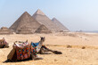 Camels sitting and relaxing on the sandy desert ground in front of pyramids of giza