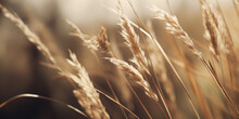 Landscape With Dry Reeds, Beige Cane, Pampas Grass. Macro Shoot. Nature, Herbal Background. Boho Design. Generative Ai