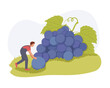 © ANDRII - Male cartoon characters making wine from organic grapes. Growing cultivated grapes. Male character cut down giant bunches of blue grapes. Racemation. Generous summer harvest