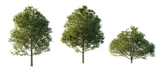 Wall Mural - isolated cutout  tree Fagus sylvatica in 3 different model option, daylight, summer season, best use for landscape design, and post pro render