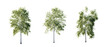 © AK082 - isolated cutout  tree Betula-pendula in 3 different model option, daylight, summer season, best use for landscape design, and post pro render