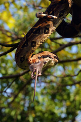 Canvas Print - The boa constrictor (Boa constrictor), also called the red-tailed or the common boa, with prey caught on a branch. Big boa with a caught rat.