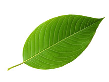 Green Leaf Isolated On Transparent Or White Background, Png