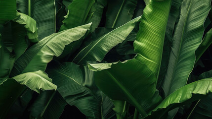 Wall Mural - Tropical banana leaf texture in garden, abstract green leaf, large palm foliage nature dark green background, Generative AI