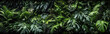 © Sasint - Tropical rainforest foliage plants bushes (ferns, palm, philodendrons, and tropic plants leaves) in tropical garden on black background, green, Generative AI